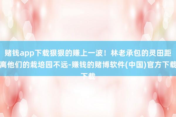 赌钱app下载狠狠的赚上一波！林老承包的灵田距离他们的栽培园不远-赚钱的赌博软件(中国)官方下载